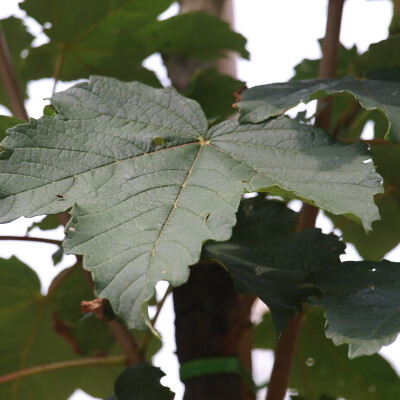 Acer pseudoplatanus 'Rotterdam'